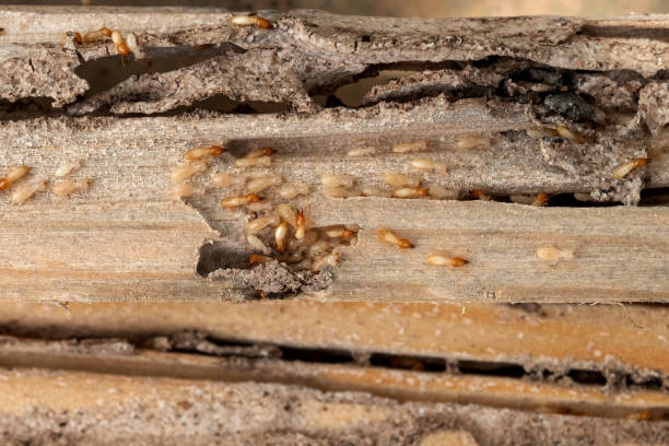 Best Pest Removal Services  in Flanders, NJ